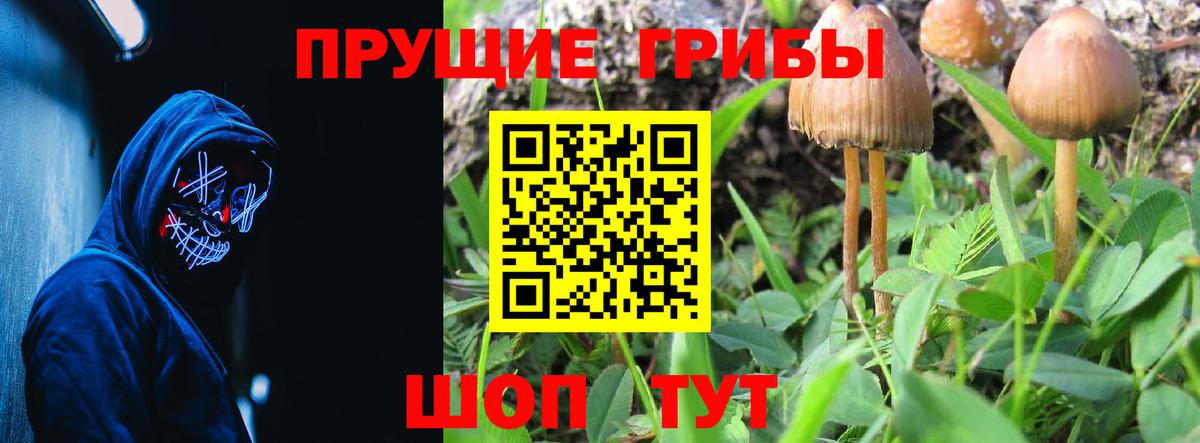 Галлюциногенные грибы Psilocybe Ялта